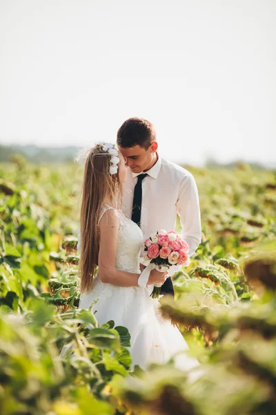 Casamento casal beijando e posando em um campo de girassóis — Fotografia de Stock