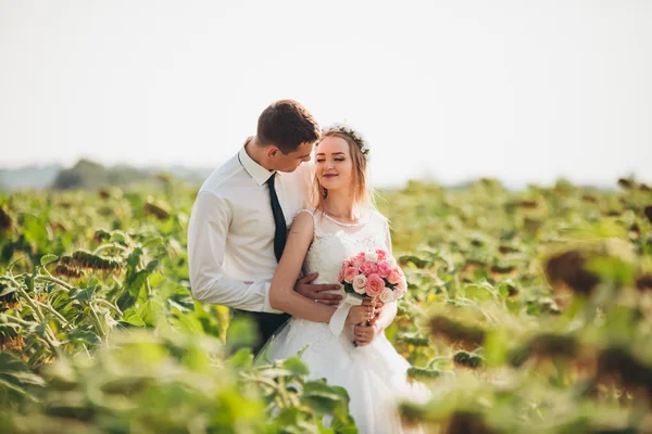 Pareja de boda besándose y posando en un campo de girasoles —  Fotos de Stock