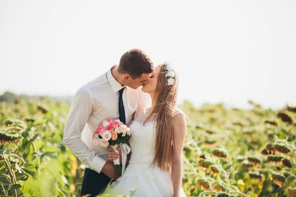 Pareja de boda besándose y posando en un campo de girasoles — Foto de Stock