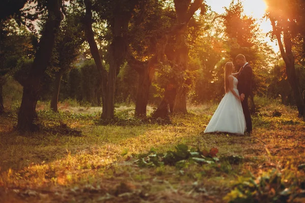 Casal romântico bonito casal de recém-casados abraçando no parque no pôr do sol — Fotografia de Stock