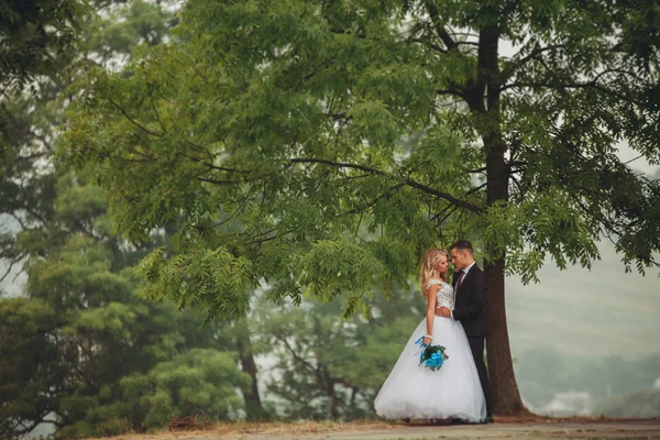 Boda pareja besándose bajo árbol —  Fotos de Stock