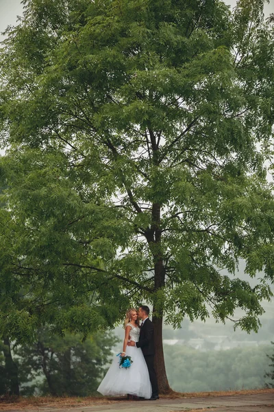 Matrimonio coppia baciare sotto albero — Foto Stock