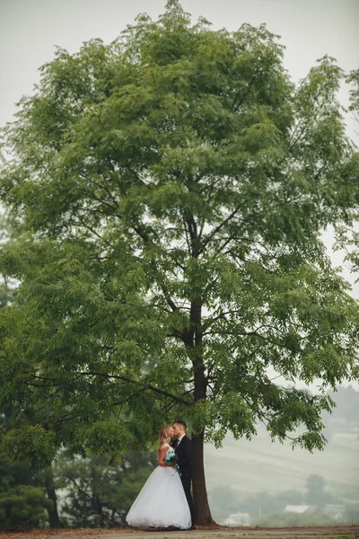 Boda pareja besándose bajo árbol —  Fotos de Stock