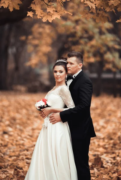 Pareja casada de lujo, novia y novio posando en el parque en otoño — Foto de Stock