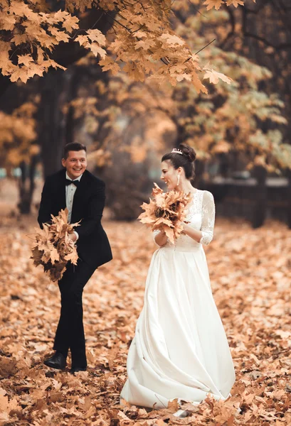 Pareja casada de lujo, novia y novio posando en el parque en otoño —  Fotos de Stock