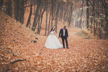 Mutlu evlilik çift, gelin ve damat sonbahar ormanda yürüyüş parkı