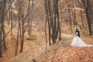 Mutlu evlilik çift, gelin ve damat sonbahar ormanda yürüyüş parkı