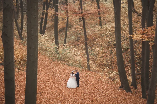 幸せな結婚式のカップル、秋の森を歩く新郎新婦公園 — ストック写真