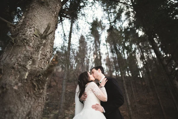 Свадебная пара позирует возле соснового леса. Влюбленные молодожёны — стоковое фото