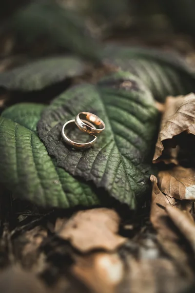 Luxury wedding rings lying on the leaves and grass — Stock Photo, Image