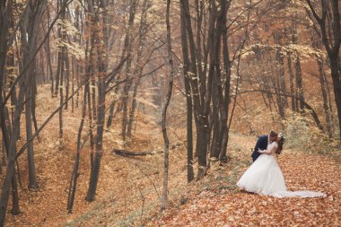 Mutlu evlilik çift, gelin ve damat sonbahar ormanda yürüyüş parkı