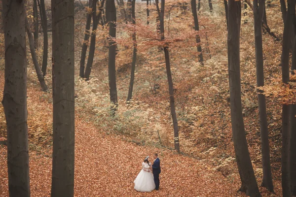 Mutlu evlilik çift, gelin ve damat sonbahar ormanda yürüyüş parkı — Stok fotoğraf