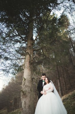 Evlilik çift çam ormanı poz. Yeni evliler aşık