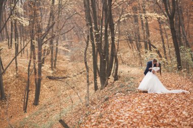 Mutlu evlilik çift, gelin ve damat sonbahar ormanda yürüyüş parkı