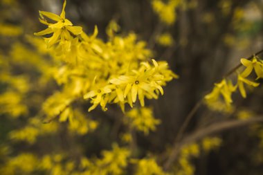 Bahar çiçeği ve çeşitli ağaçlar, çiçekler