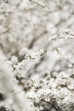 Bahar çiçeği ve çeşitli ağaçlar, çiçekler