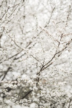 Bahar çiçeği ve çeşitli ağaçlar, çiçekler