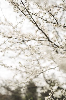 Bahar çiçeği ve çeşitli ağaçlar, çiçekler