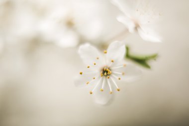 Bahar çiçeği ve çeşitli ağaçlar, çiçekler