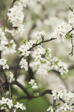 Bahar çiçeği ve çeşitli ağaçlar, çiçekler