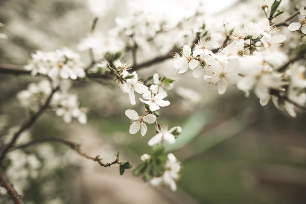 Frühlingsblüte und Blumen verschiedener Bäume — Stockfoto
