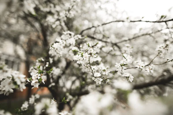 Flor de primavera e flores de várias árvores — Fotografia de Stock