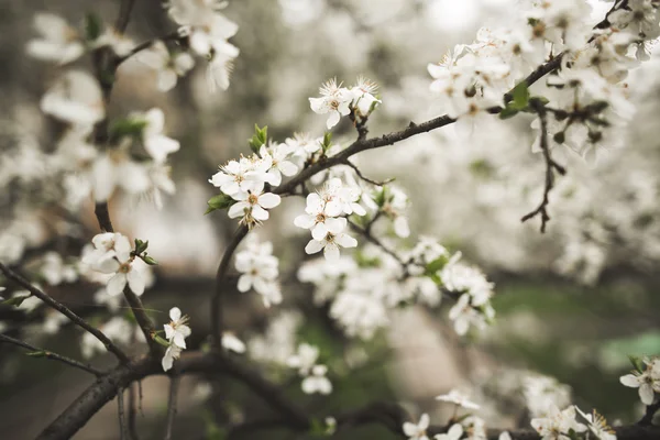 Frühlingsblüte und Blumen verschiedener Bäume — Stockfoto