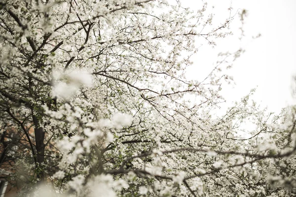 Flor de primavera e flores de várias árvores — Fotografia de Stock