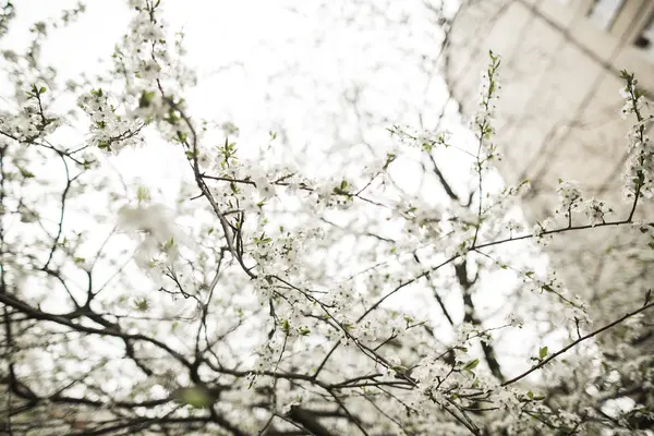 Flor de primavera e flores de várias árvores — Fotografia de Stock