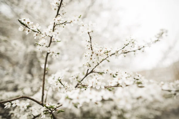 Frühlingsblüte und Blumen verschiedener Bäume — Stockfoto