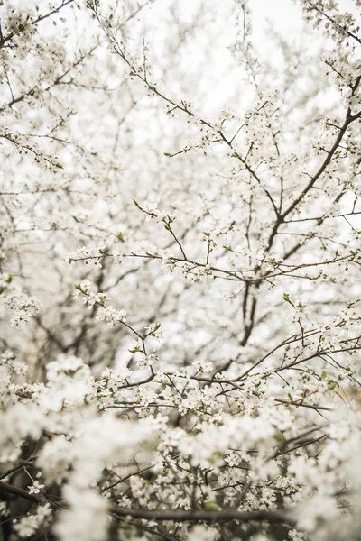 Frühlingsblüte und Blumen verschiedener Bäume — Stockfoto