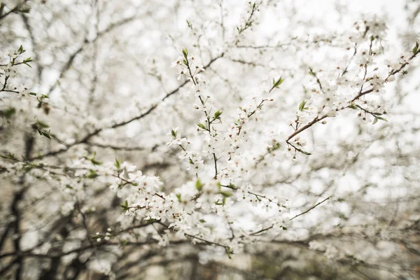 Весенний цветок и цветы различных деревьев — стоковое фото