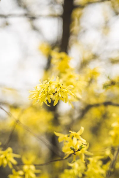 Frühlingsblüte und Blumen verschiedener Bäume — Stockfoto