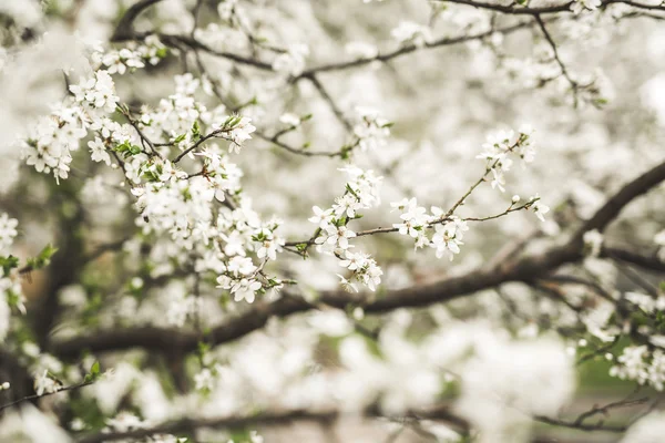 Frühlingsblüte und Blumen verschiedener Bäume — Stockfoto