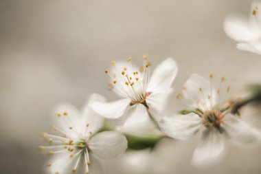 Bahar çiçeği ve çeşitli ağaçlar, çiçekler