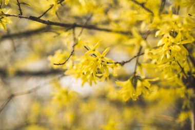 Bahar çiçeği ve çeşitli ağaçlar, çiçekler