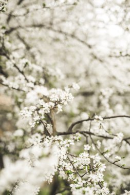 Bahar çiçeği ve çeşitli ağaçlar, çiçekler