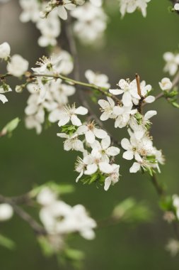 Bahar çiçeği ve çeşitli ağaçlar, çiçekler