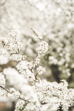 Bahar çiçeği ve çeşitli ağaçlar, çiçekler