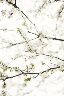 Bahar çiçeği ve çeşitli ağaçlar, çiçekler