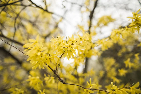 Frühlingsblüte und Blumen verschiedener Bäume — Stockfoto