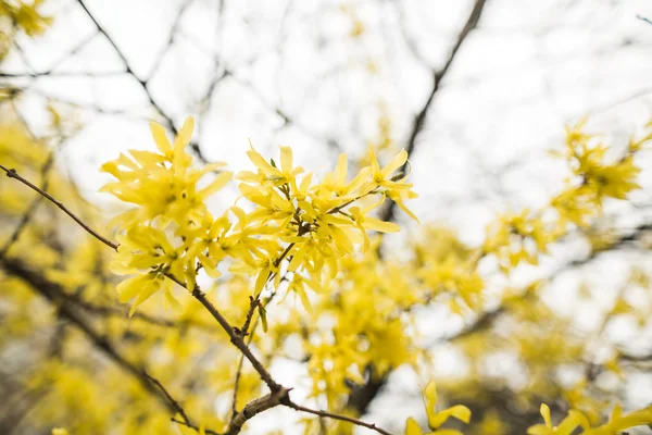 Floraison printanière et fleurs de divers arbres — Photo