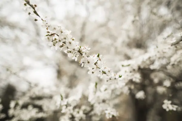 Frühlingsblüte und Blumen verschiedener Bäume — Stockfoto