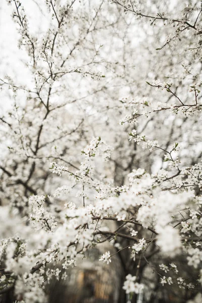 Flor de primavera e flores de várias árvores — Fotografia de Stock