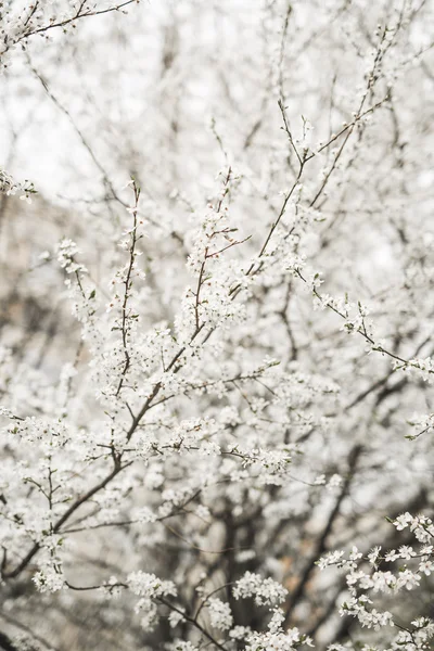 Frühlingsblüte und Blumen verschiedener Bäume — Stockfoto