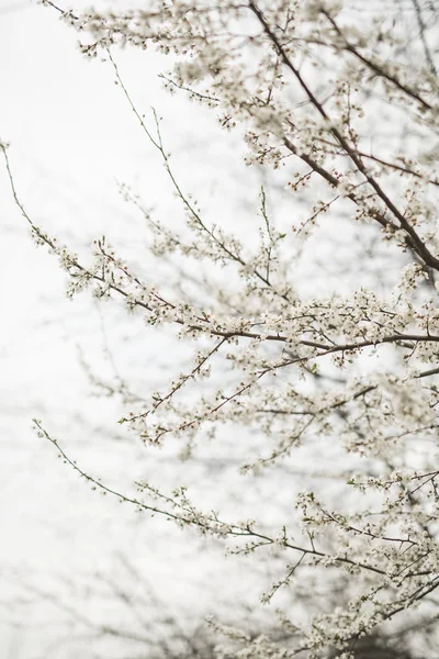 Flor de primavera e flores de várias árvores — Fotografia de Stock