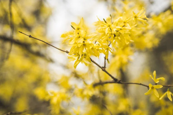 Frühlingsblüte und Blumen verschiedener Bäume — Stockfoto