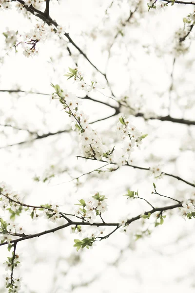 Bahar çiçeği ve çeşitli ağaçlar, çiçekler
