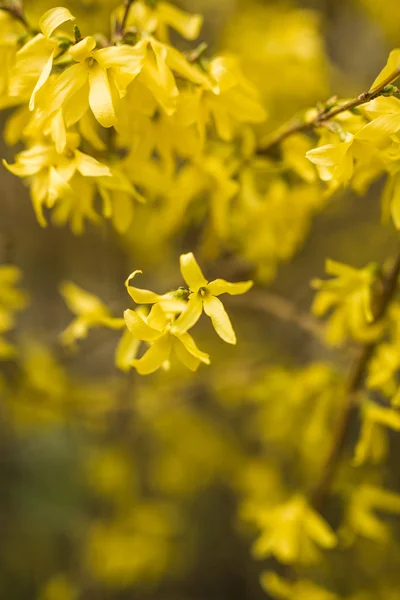 Frühlingsblüte und Blumen verschiedener Bäume — Stockfoto