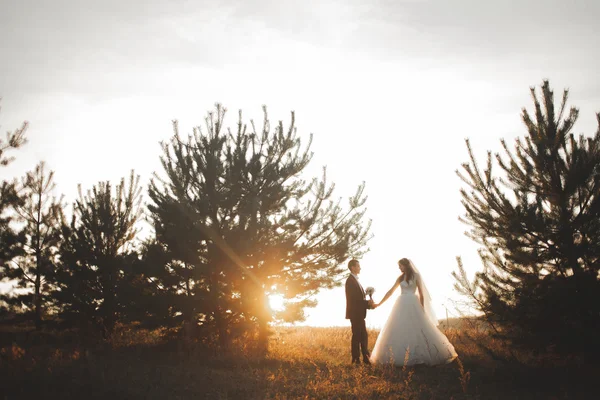 Elegante schöne Hochzeitspaar posiert im Park bei Sonnenuntergang — Stockfoto